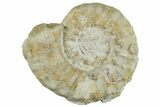 Cretaceous Ammonite (Pervinquieria) Fossil - Texas #262716-1